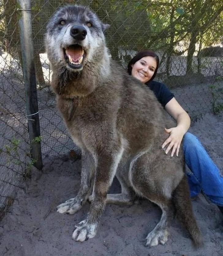 These Dogs Are Huge 24 Pics