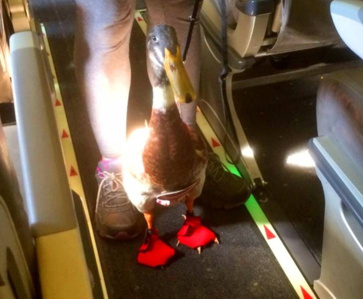 These Plane Neighbors Are Kinda Unexpected…