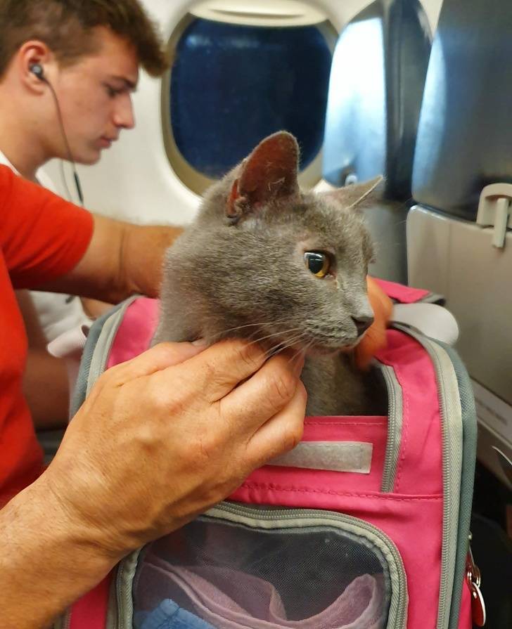 These Plane Neighbors Are Kinda Unexpected…