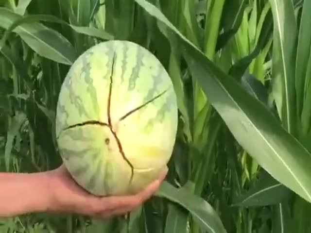 Now This Is A RIPE Watermelon