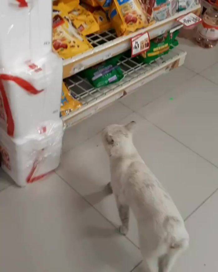 Stray Cat Asks For Food, Gets Adopted As A Bonus