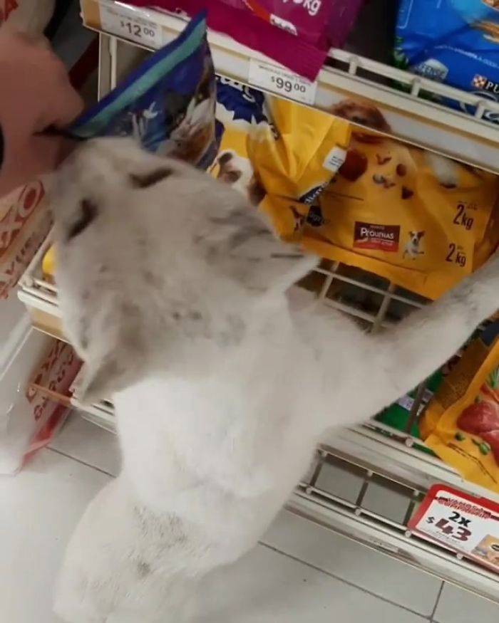 Stray Cat Asks For Food, Gets Adopted As A Bonus