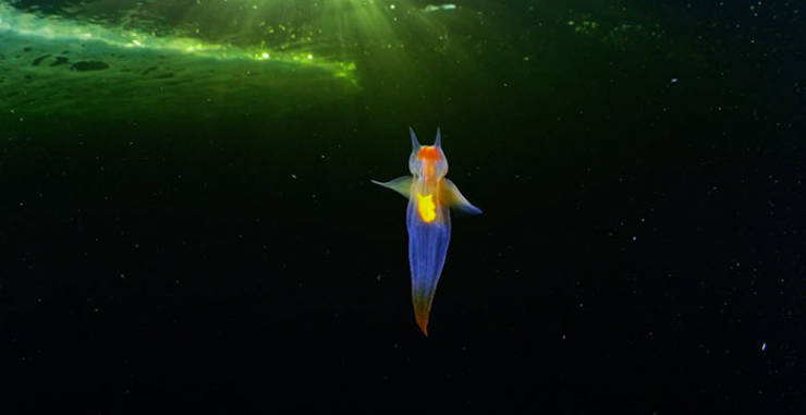 Meet Sea Angel With Zero CGI Whatsoever
