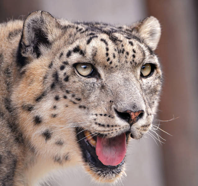 Internet Votes For The Most Beautiful Animals Of Our Planet