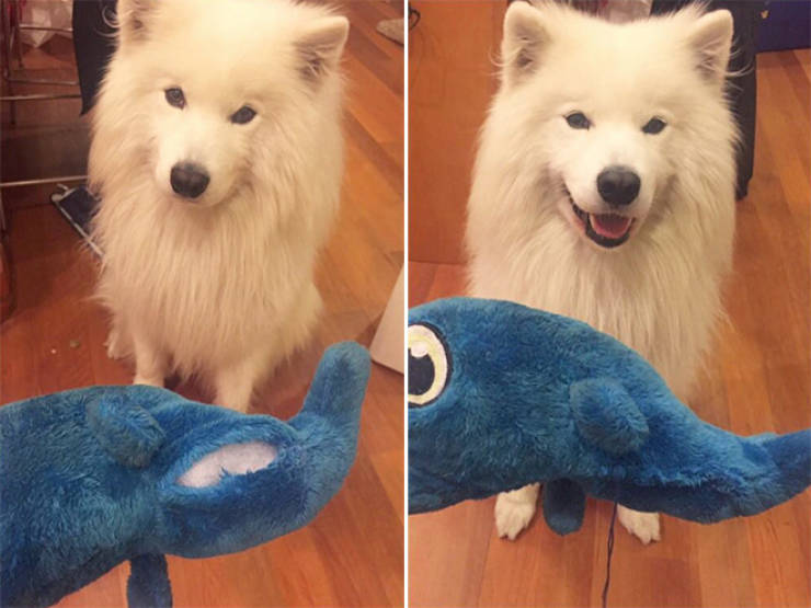 Pets Who Really Want Their Toys To Be Okay