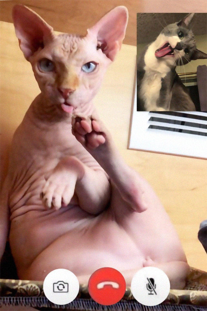 These Cat Video Calls Are Naughty!