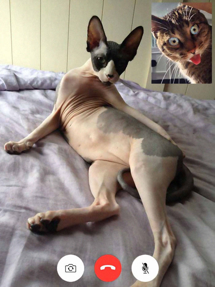 These Cat Video Calls Are Naughty!