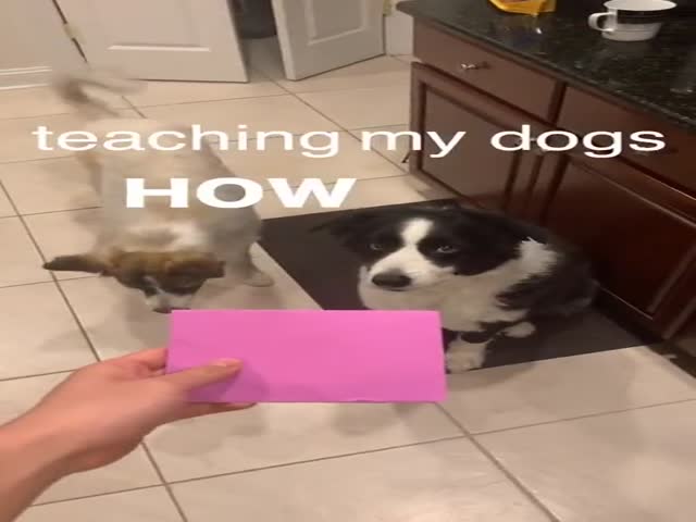 Intense Dog Training
