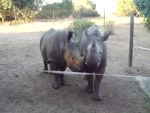 rhinoceros sound