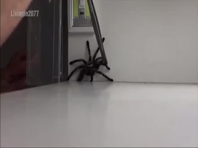 Trying To Catch A Spider…