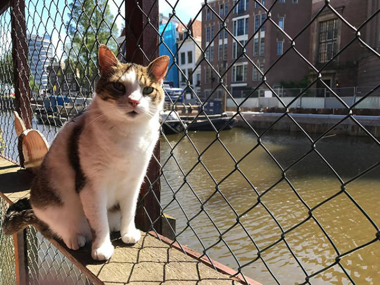Have You Ever Heard About Amsterdam’s Cat Boat?