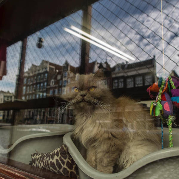 Have You Ever Heard About Amsterdam’s Cat Boat?