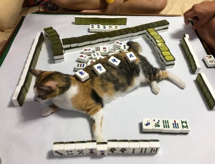 Pets Don’t Understand This “Manners” Word…