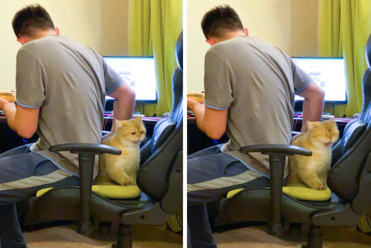 Pets Don’t Understand This “Manners” Word…