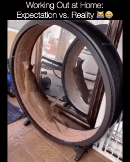 Daily Gifdump