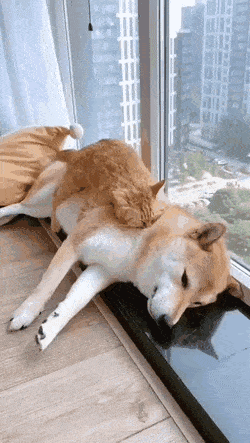 Daily Gifdump