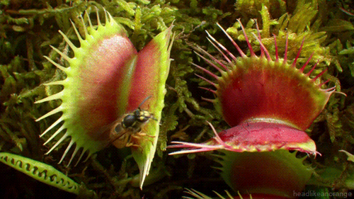 Nature Is Insane!