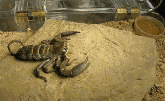 Nature Is Insane!