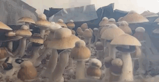 Nature Is Insane!