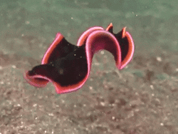 Nature Is Insane!