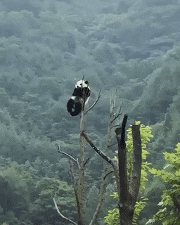 Nature Is Insane!