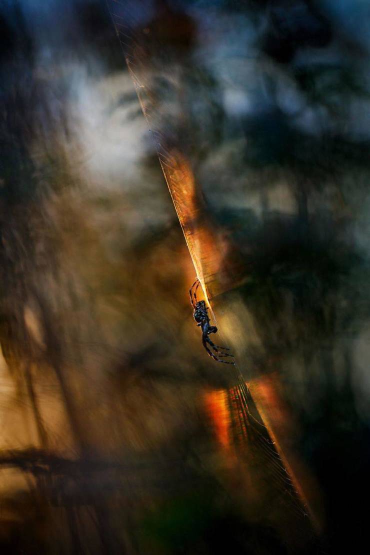 Check Out The Winners Of “GDP Nature Photographer Of The Year 2020”