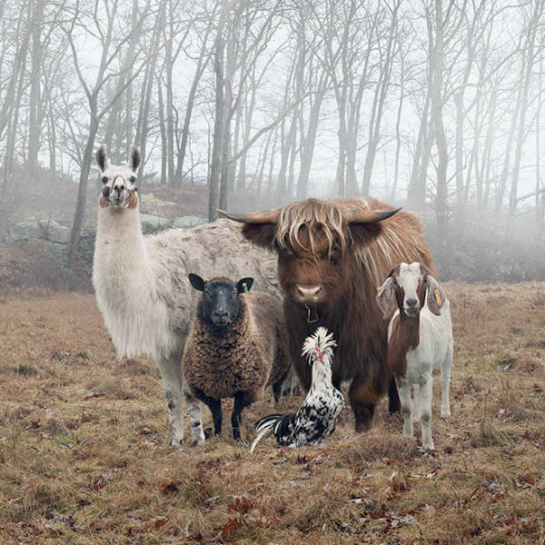 These Animals Look Like Bada## Music Bands!