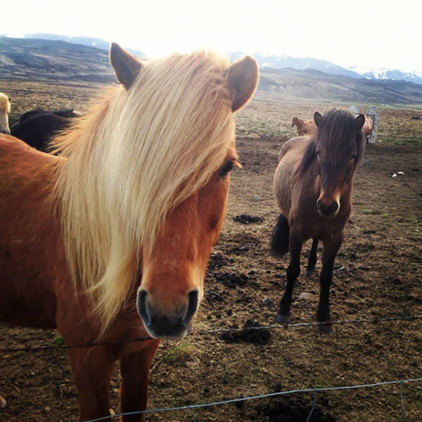 These Animals Look Like Bada## Music Bands!