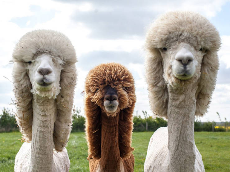 These Animals Look Like Bada## Music Bands!