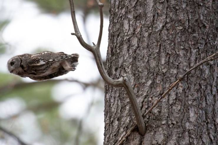 Not All Wildlife Photos Are Good…