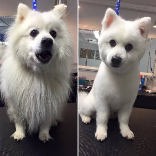 Pets Before And After
