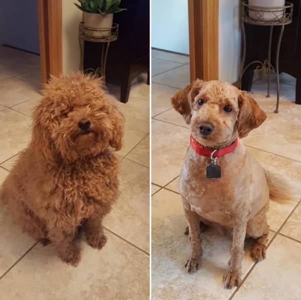 Pets Before And After