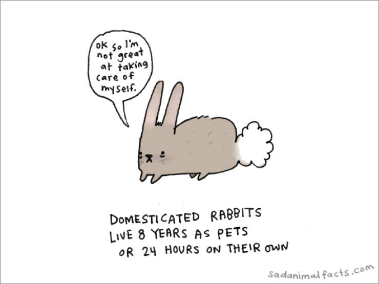 Sad Animals With Sad Facts About Themselves