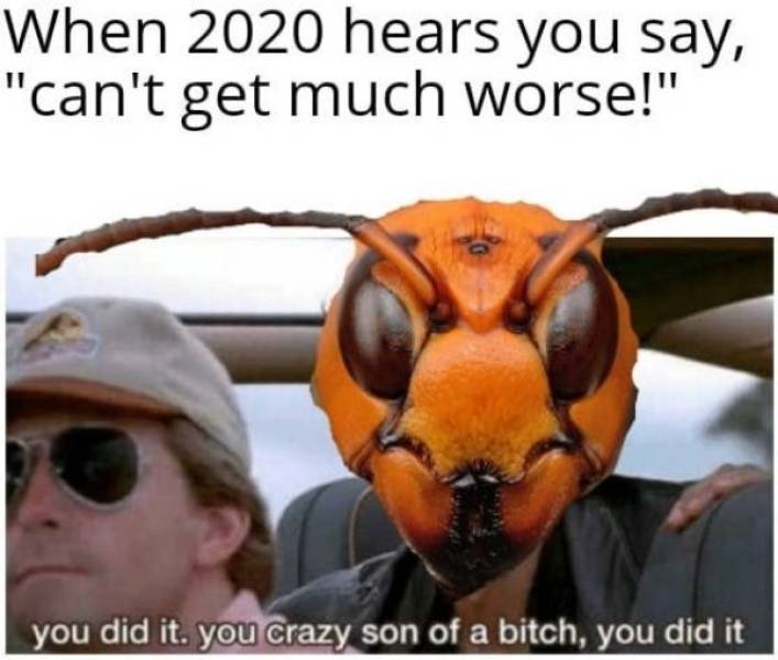 Murder Hornet Memes Are Coming For You!