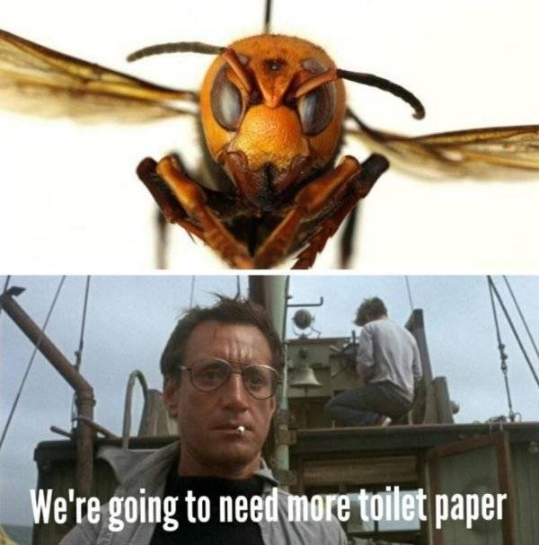 Murder Hornet Memes Are Coming For You!