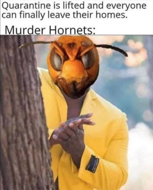 Murder Hornet Memes Are Coming For You!