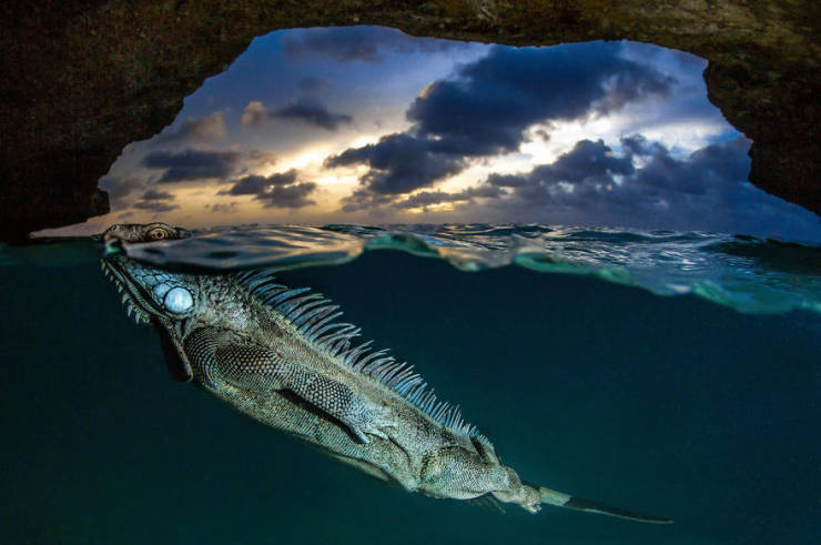 Take A Look At Some Of The Best Photos From The “2020 BigPicture Natural World Photography” Competition