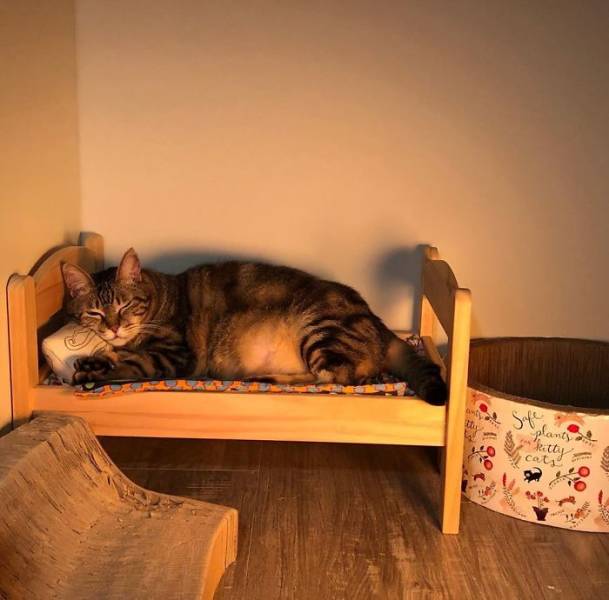 These IKEA Mini-Beds Are For Cats, Definitely!