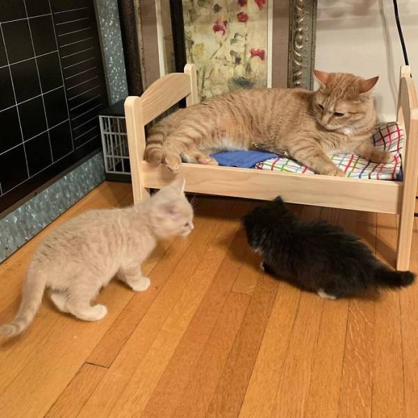 These IKEA Mini-Beds Are For Cats, Definitely!