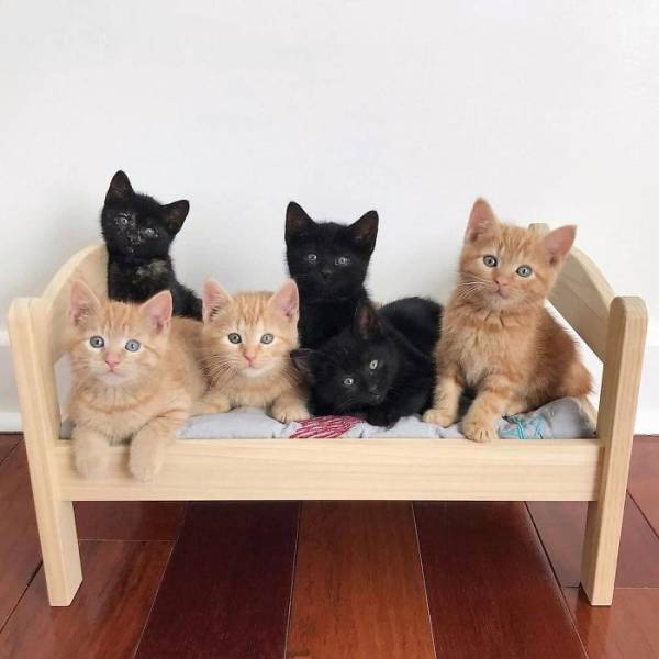 These IKEA Mini-Beds Are For Cats, Definitely!