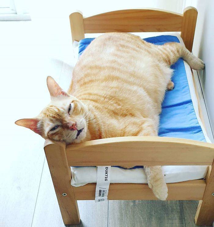 These IKEA Mini-Beds Are For Cats, Definitely! (30 pics) - Izismile.com