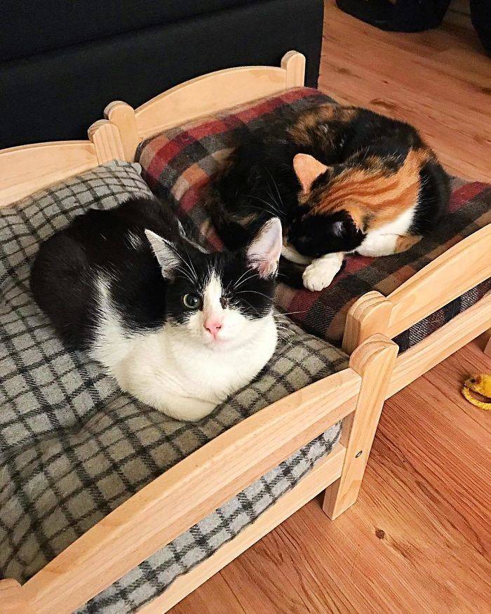 These Ikea Minibeds Are For Cats Definitely 640 High 17 