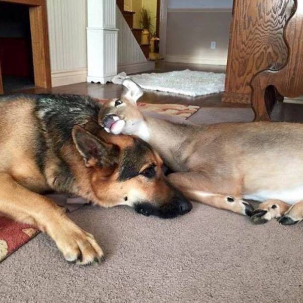 Dog Comforts Fawns His Owner Rescues