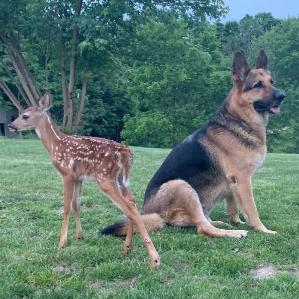 Dog Comforts Fawns His Owner Rescues