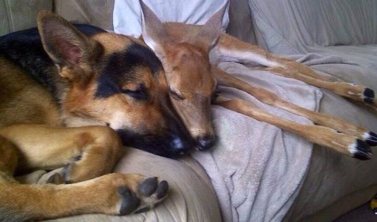 Dog Comforts Fawns His Owner Rescues