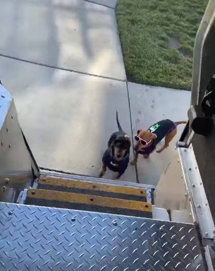 These Dogs Are The Coolest Delivery Drivers!