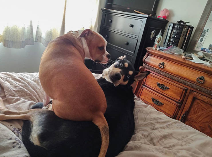 These Dogs Are Not Very Happy About Their New Siblings…