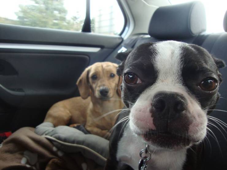 These Dogs Are Not Very Happy About Their New Siblings…