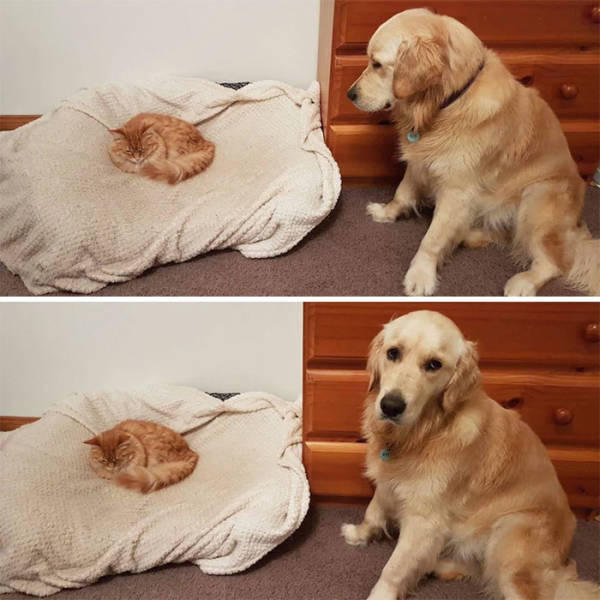 Cats Show Dogs Who’s Boss