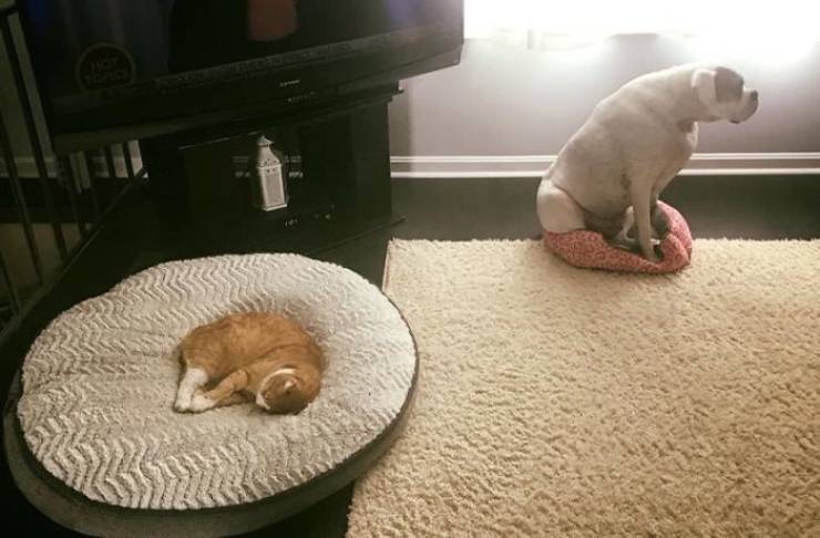 Cats Show Dogs Who’s Boss